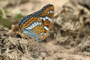 grote-ijsvogelvlinder-limenitis-populi-4